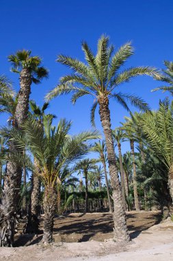 Eche palmiye bahçesi