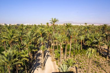 Eche palmiye bahçesi