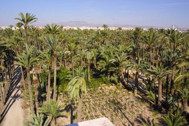 Eche palmiye bahçesi