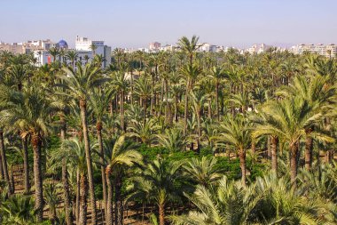 Eche palmiye bahçesi