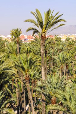 Eche palmiye bahçesi