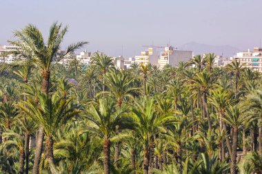 Eche palmiye bahçesi