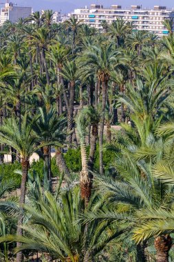 Eche palmiye bahçesi