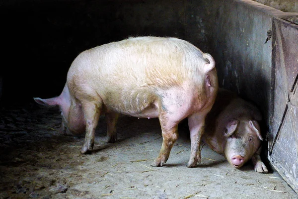 Pig farming — Stock Photo, Image