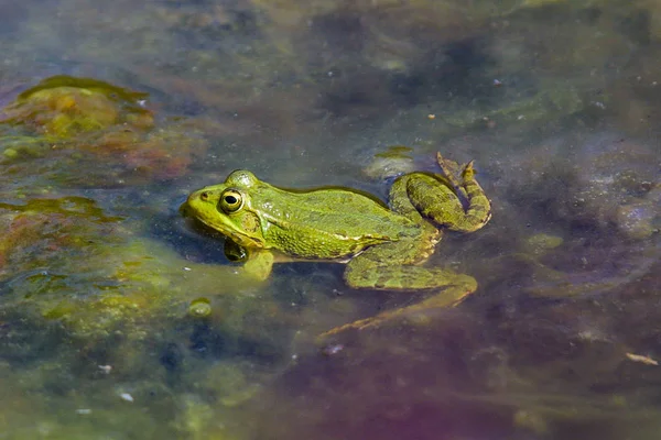Βάτραχος σε λίμνη. — Φωτογραφία Αρχείου