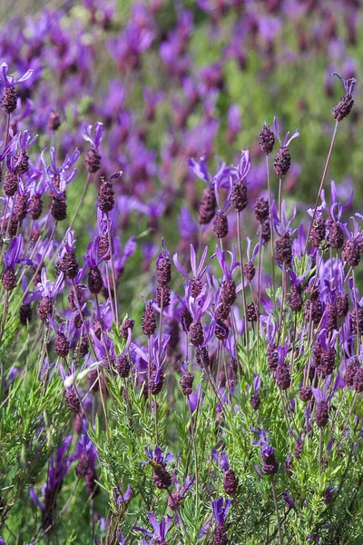 Lavandula stoechas, comúnmente llamado cantueso o tomillo borriquero — Foto de Stock