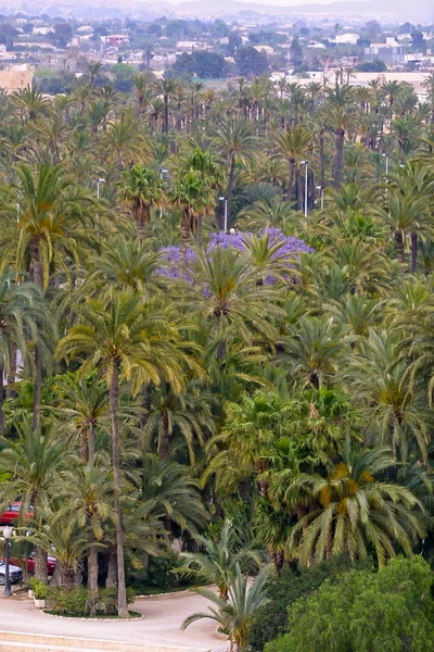 Eche palm grove — Stock Photo, Image