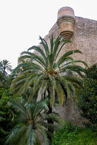 Árvore da palmeira — Fotografia de Stock