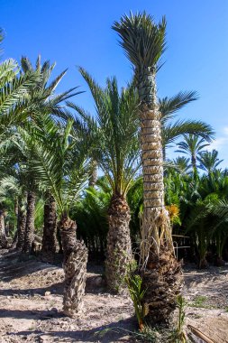 Eche palmiye bahçesi