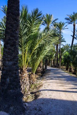 Eche palmiye bahçesi