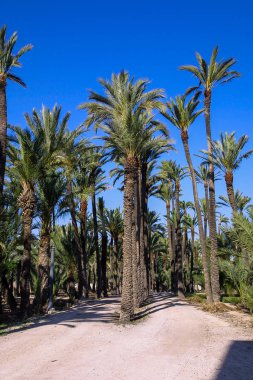 Eche palmiye bahçesi