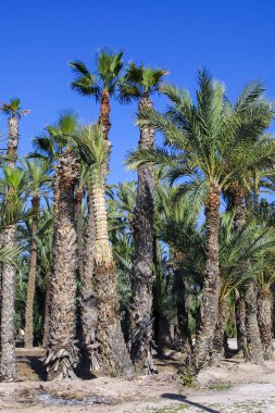 Eche palmiye bahçesi