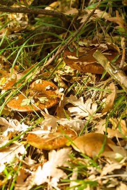 Hayedo de Montejo 'nun doğal parkı.