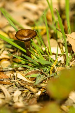 Hayedo de Montejo 'nun doğal parkı.