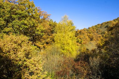 Hayedo de Montejo 'nun doğal parkı.