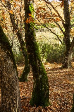 Hayedo de Montejo 'nun doğal parkı.