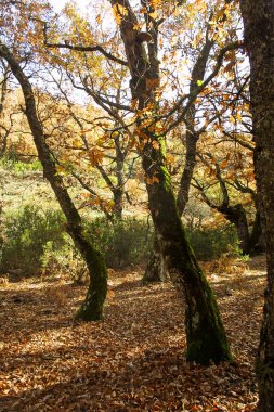 Hayedo de Montejo 'nun doğal parkı.