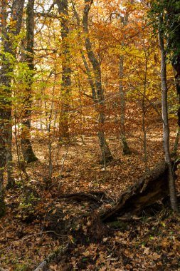 Hayedo de Montejo 'nun doğal parkı.