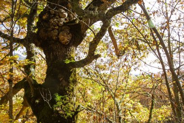 Hayedo de Montejo 'nun doğal parkı.