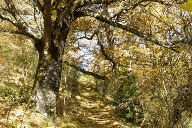 Hayedo de Montejo 'nun doğal parkı.