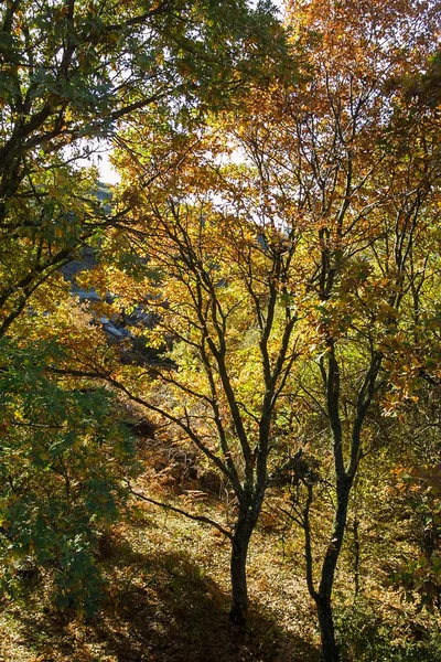 Naturpark von hayedo de montejo. — Stockfoto