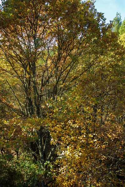 Naturpark von hayedo de montejo. — Stockfoto