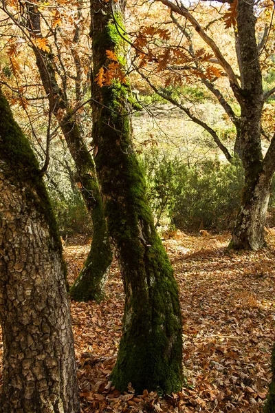 Naturpark von hayedo de montejo. — Stockfoto