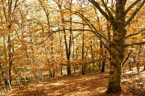 Hayedo de Montejo 'nun doğal parkı.
