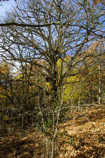 Hayedo de Montejo 'nun doğal parkı. — Stok fotoğraf