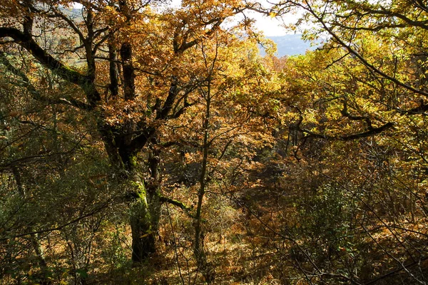 Natural park of Hayedo de Montejo. — Stock Photo, Image