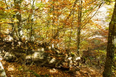 Hayedo de Montejo 'nun doğal parkı.