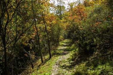 Hayedo de Montejo 'nun doğal parkı.