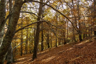 Hayedo de Montejo 'nun doğal parkı.