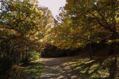 Hayedo de Montejo 'nun doğal parkı.