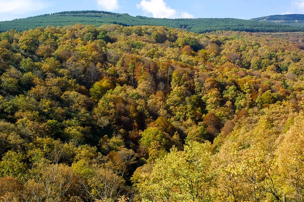 Hayedo de Montejo 'nun doğal parkı.