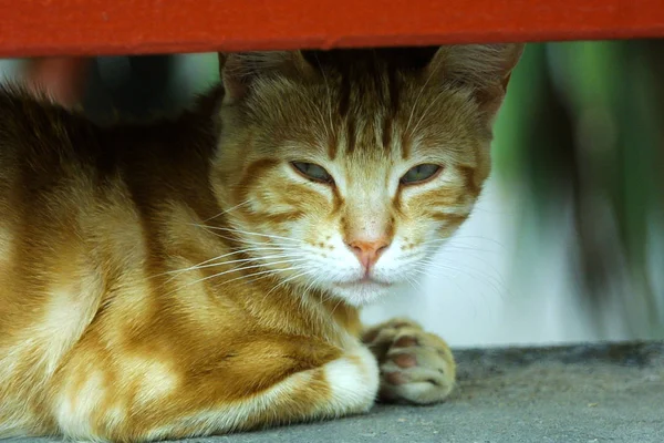 Бездомну кішку — стокове фото