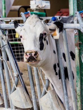 İnsan tüketimi için süt üretimi için dana ve inek çiftliği.