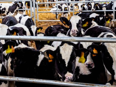 İnsan tüketimi için süt üretimi için dana ve inek çiftliği.