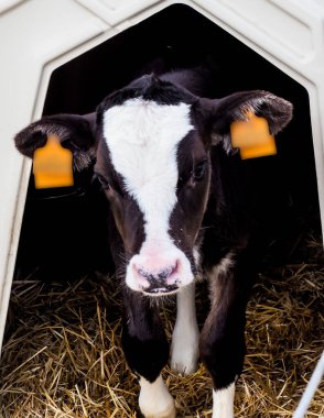 İnsan tüketimi için süt üretimi için dana ve inek çiftliği.