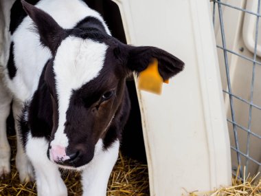 İnsan tüketimi için süt üretimi için dana ve inek çiftliği.