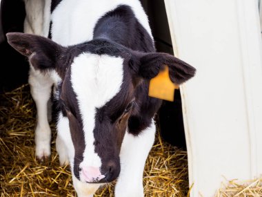 İnsan tüketimi için süt üretimi için dana ve inek çiftliği.