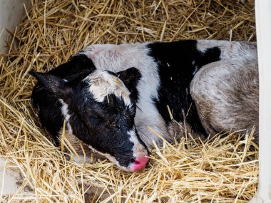 İnsan tüketimi için süt üretimi için dana ve inek çiftliği.