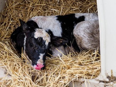 İnsan tüketimi için süt üretimi için dana ve inek çiftliği.