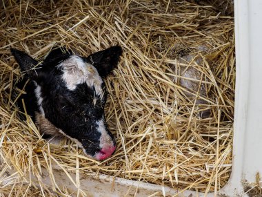 İnsan tüketimi için süt üretimi için dana ve inek çiftliği.