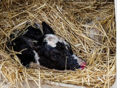 İnsan tüketimi için süt üretimi için dana ve inek çiftliği.