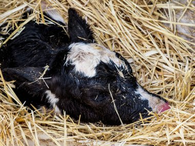 İnsan tüketimi için süt üretimi için dana ve inek çiftliği.