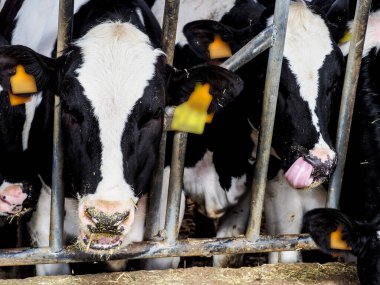 İnsan tüketimi için süt üretimi için dana ve inek çiftliği.