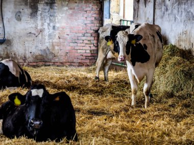 İnsan tüketimi için süt üretimi için dana ve inek çiftliği.