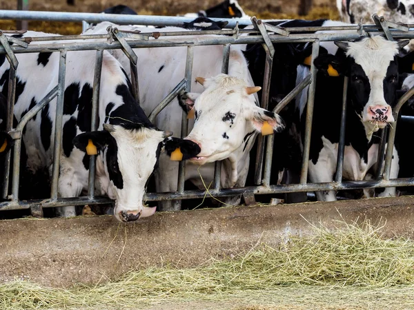 Explotación Terneros Vacas Para Producción Leche Destinada Consumo Humano — Foto de Stock