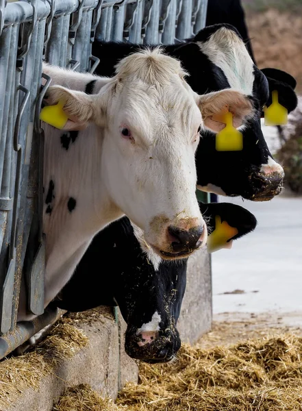 Kälber Und Kuhfarm Für Die Produktion Von Milch Für Den — Stockfoto